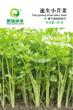 【香芹蔬菜種子】香芹蔬菜種子價格/圖片_香芹蔬菜種子批發/采購_香芹蔬菜種子廠家/供應商