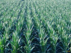 玉米種子批發(fā) 零售價(jià)格 玉米種子元旦特價(jià)銷(xiāo)售 玉米種子求購(gòu)