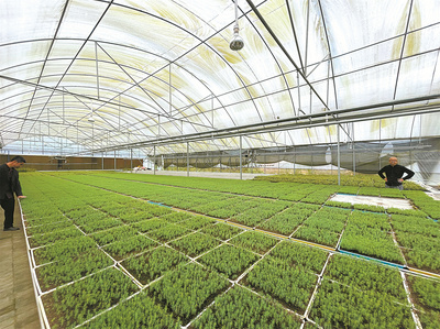 重慶林業(yè)&ldquo;三三機(jī)制&rdquo;賦能種業(yè)振興