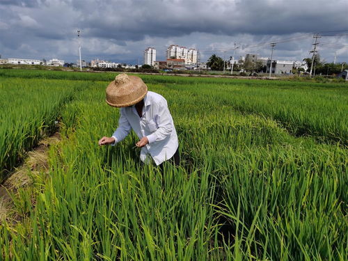 湖北種業(yè)專(zhuān)家在海南召開(kāi)了這場(chǎng)會(huì)議 討論了一個(gè)大問(wèn)題