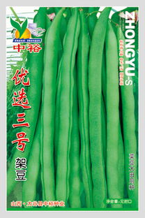 供應(yīng)優(yōu)選三號(hào) 菜豆種子,山西省太谷縣中裕種業(yè)公司&ndash;