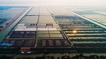 南沙種業企業創佳績,兩項目入選&ldquo;智威杯&rdquo;決賽