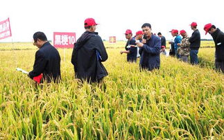 黑粳10同江田豐種業現場觀摩會再掀種業高潮