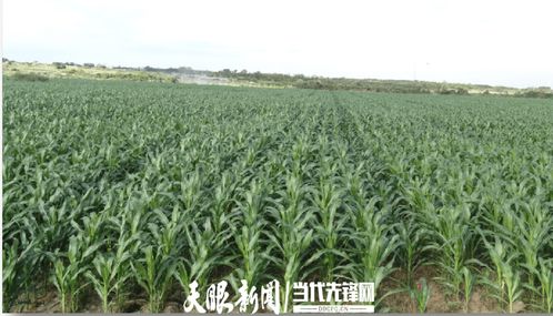 農發(fā)行花溪支行發(fā)放600萬元貸款，助力種業(yè)小微企業(yè)實現(xiàn)育繁推一體化產業(yè)建設