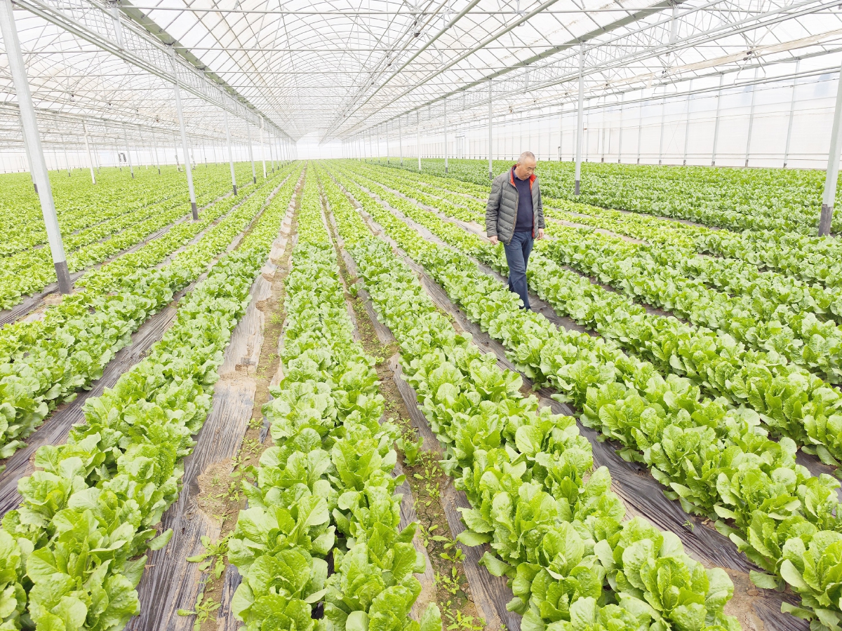 國際種業園區培育上百個新品種，推動農業現代化發展