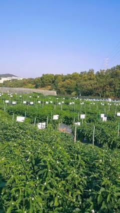 中國農業綠色產業大會暨第二十屆廣東種業大會 種業創新與綠色發展新篇章