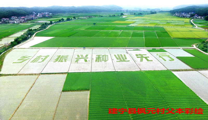 福建稻田畫(huà)卷 描繪現(xiàn)代種業(yè)新篇章