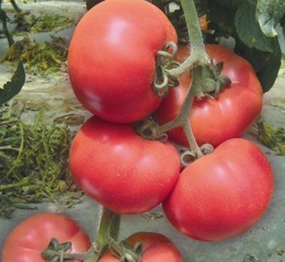 進(jìn)口高產(chǎn)大棚專用凱撒2008番茄種子 點(diǎn)亮有機(jī)蔬菜基地的未來(lái)